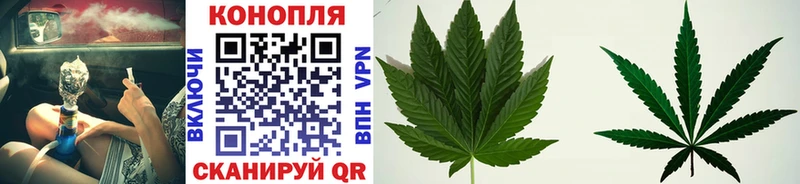 Каннабис планчик  Радужный 